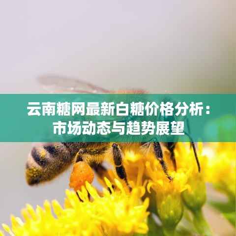 云南糖网最新白糖价格分析：市场动态与趋势展望