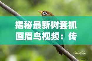 揭秘最新树套抓画眉鸟视频：传统技艺的现代演绎