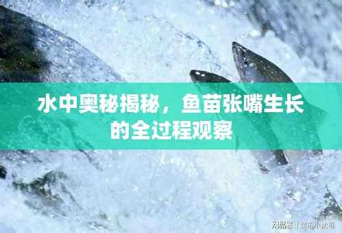 水中奥秘揭秘，鱼苗张嘴生长的全过程观察
