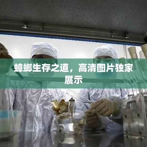 蟑螂生存之道，高清图片独家展示