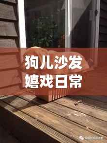 狗儿沙发嬉戏日常观察趣事