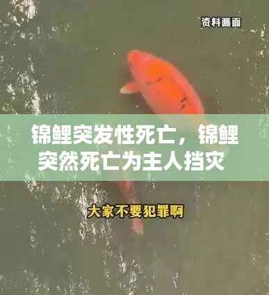 锦鲤突发性死亡,锦鲤突然死亡为主人挡灾