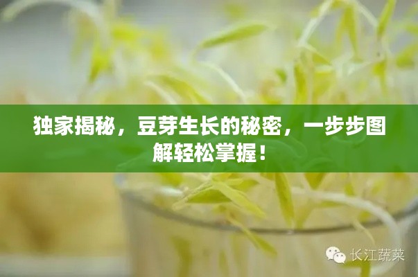 独家揭秘，豆芽生长的秘密，一步步图解轻松掌握！