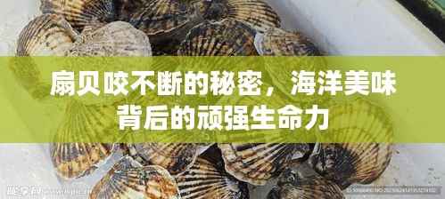 扇贝咬不断的秘密，海洋美味背后的顽强生命力