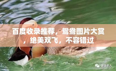 百度收录推荐,鸳鸯图片大赏,绝美双飞,不容错过