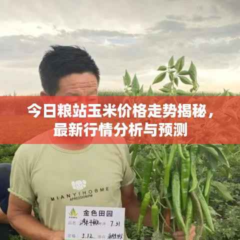 今日粮站玉米价格走势揭秘,最新行情分析与预测