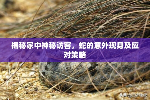 揭秘家中神秘访客，蛇的意外现身及应对策略