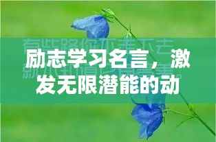 励志学习名言，激发无限潜能的动力语录