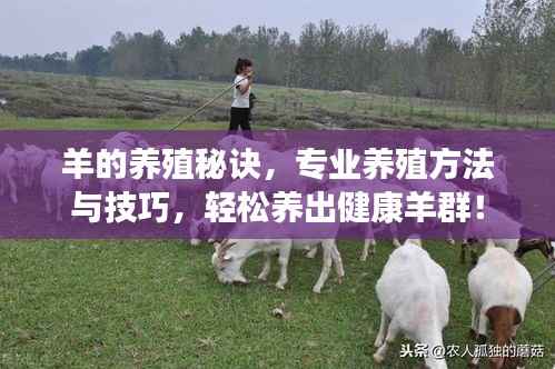 羊的养殖秘诀，专业养殖方法与技巧，轻松养出健康羊群！