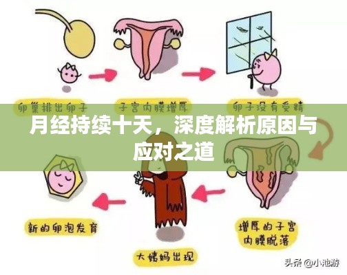 月经持续十天，深度解析原因与应对之道