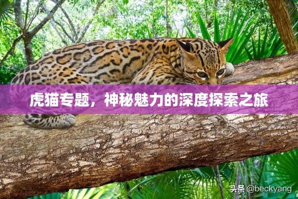 虎猫专题，神秘魅力的深度探索之旅