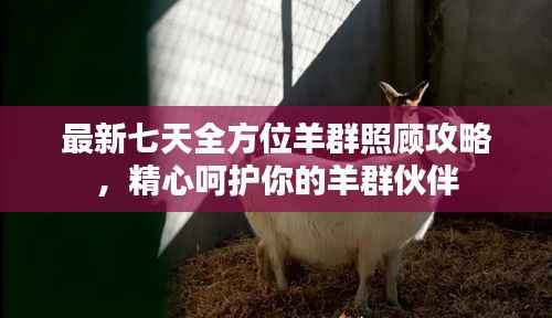 最新七天全方位羊群照顾攻略,精心呵护你的羊群伙伴