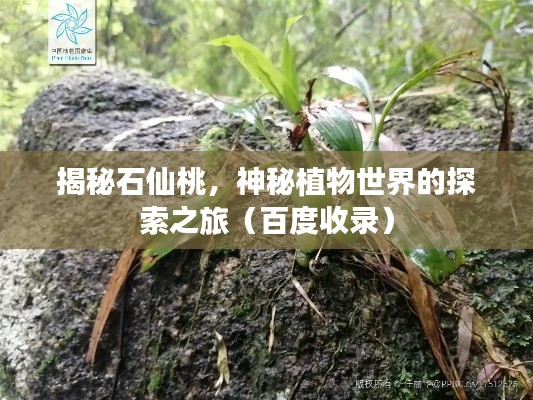 揭秘石仙桃，神秘植物世界的探索之旅（百度收录）