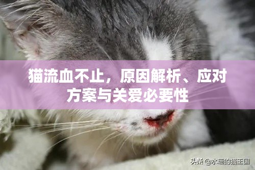 猫流血不止，原因解析、应对方案与关爱必要性