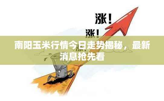 南阳玉米行情今日走势揭秘，最新消息抢先看