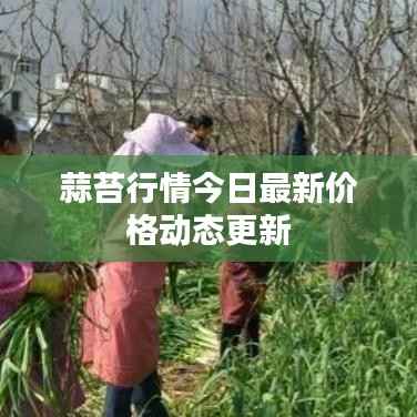 蒜苔行情今日最新价格动态更新