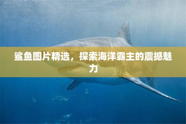 鲨鱼图片精选，探索海洋霸主的震撼魅力