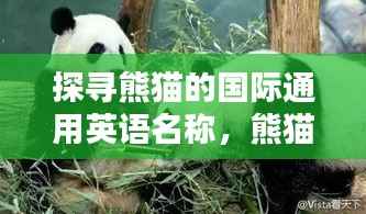 探寻熊猫的国际通用英语名称，熊猫英文译名揭秘