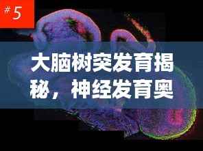 大脑树突发育揭秘，神经发育奥秘探索之旅
