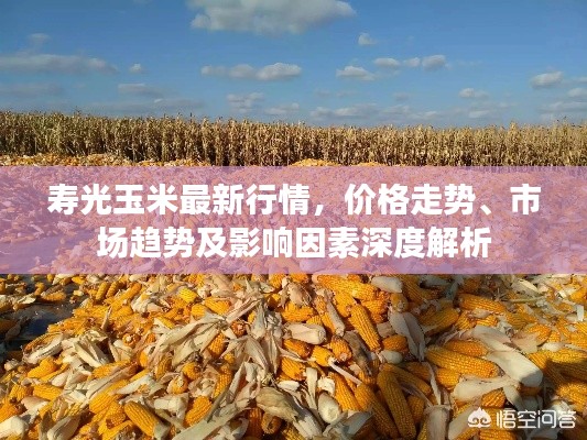寿光玉米最新行情，价格走势、市场趋势及影响因素深度解析