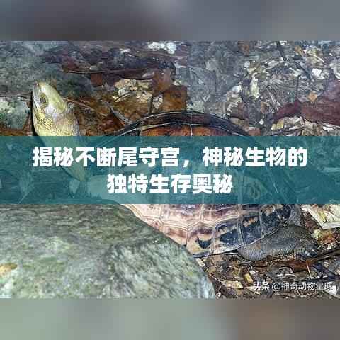 揭秘不断尾守宫，神秘生物的独特生存奥秘