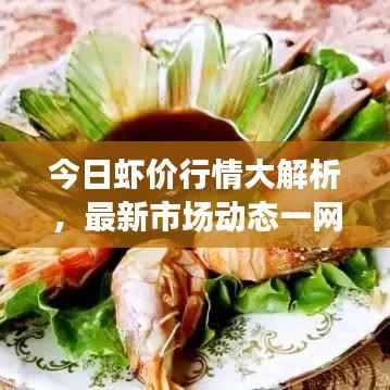 今日虾价行情大解析，最新市场动态一网打尽