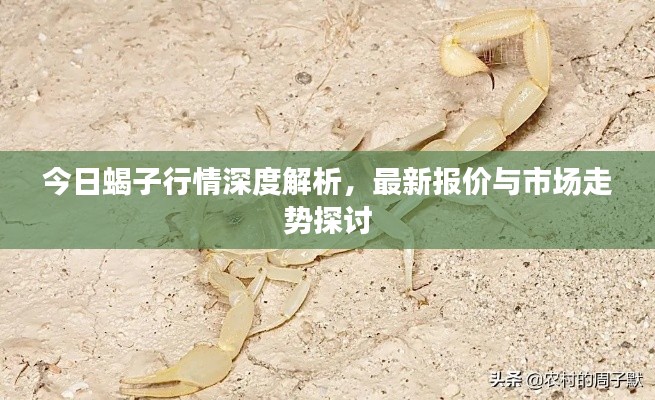 今日蝎子行情深度解析，最新报价与市场走势探讨