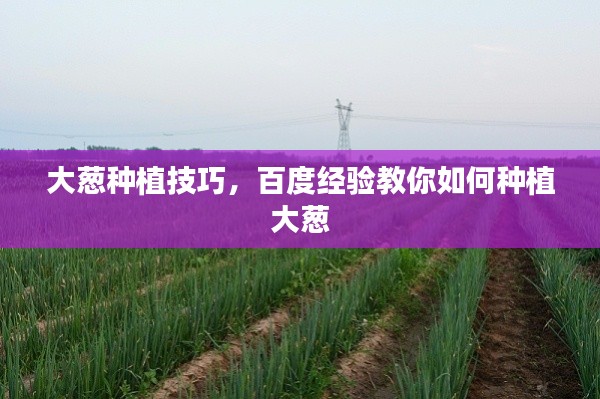大葱种植技巧,百度经验教你如何种植大葱