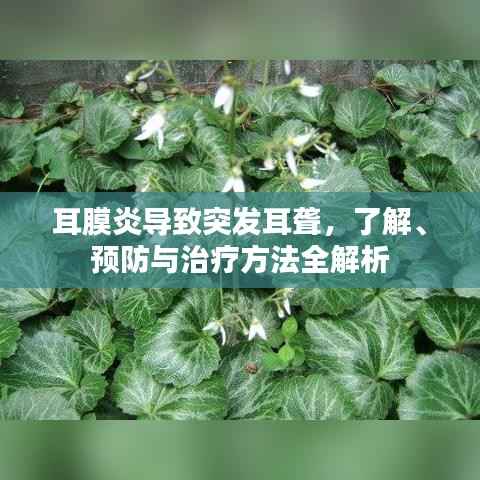 耳膜炎导致突发耳聋，了解、预防与治疗方法全解析