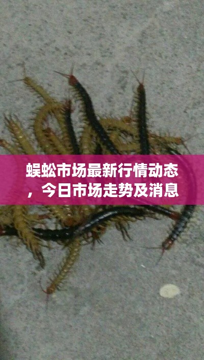 蜈蚣市场最新行情动态，今日市场走势及消息速递