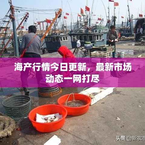 海产行情今日更新，最新市场动态一网打尽