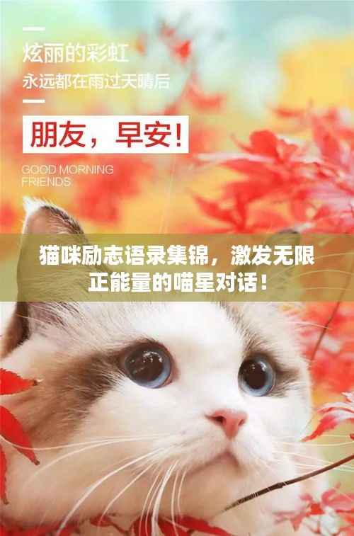 猫咪励志语录集锦，激发无限正能量的喵星对话！