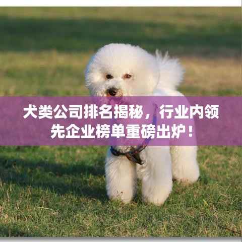 犬类公司排名揭秘，行业内领先企业榜单重磅出炉！