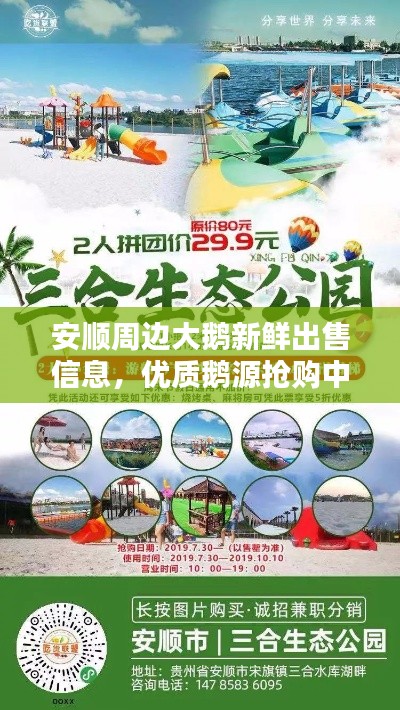 安顺周边大鹅新鲜出售信息，优质鹅源抢购中