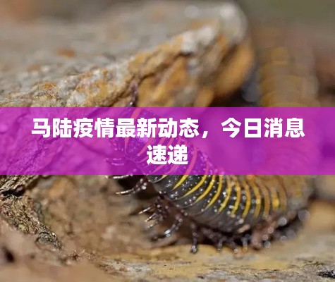 马陆疫情最新动态，今日消息速递