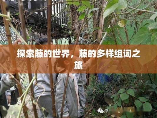 探索藤的世界,藤的多样组词之旅