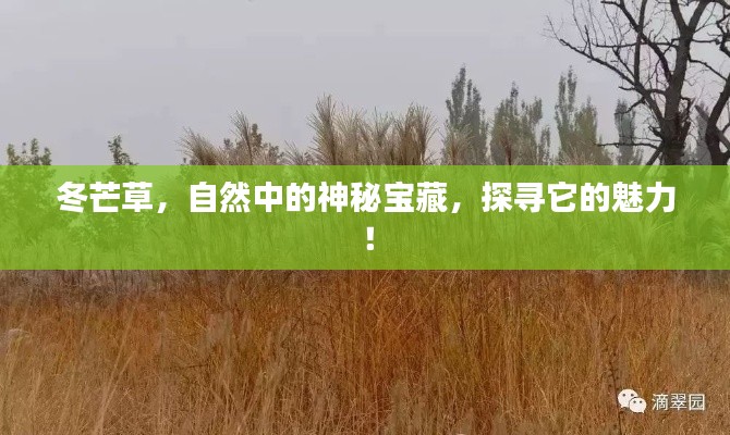 冬芒草,自然中的神秘宝藏,探寻它的魅力!