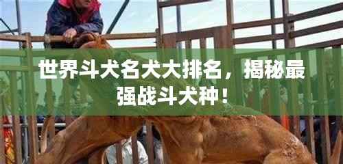 世界斗犬名犬大排名，揭秘最强战斗犬种！