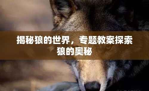 揭秘狼的世界，专题教案探索狼的奥秘